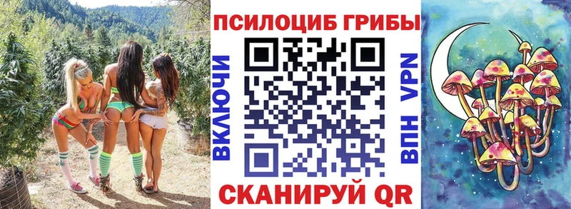 MEGA tor  Бердск  Псилоцибиновые грибы Psilocybine cubensis 